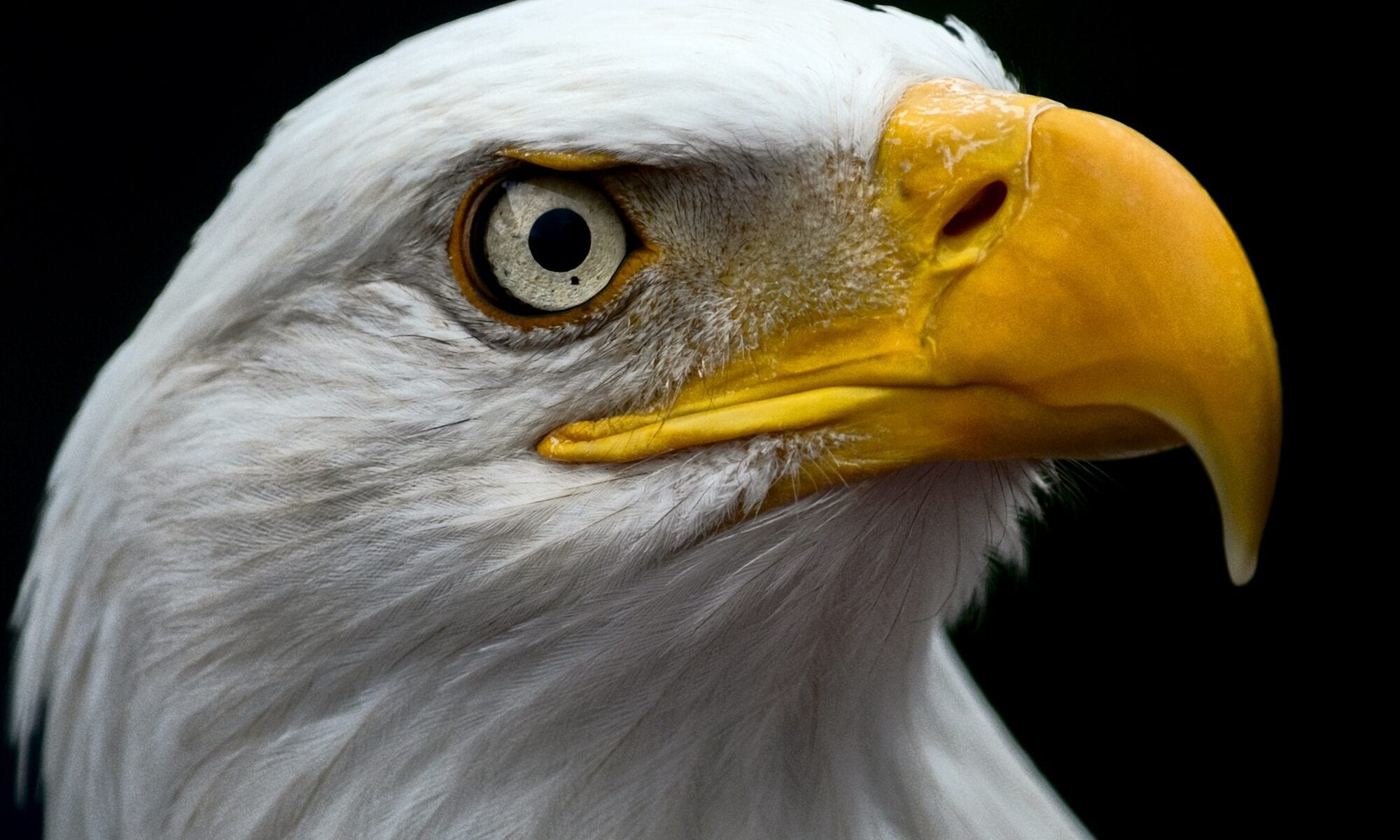 white and brown eagle head